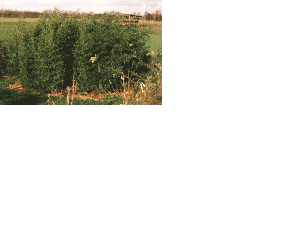 Bambushain im Garten