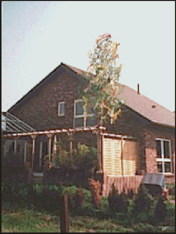 Terrasse mit Pergola